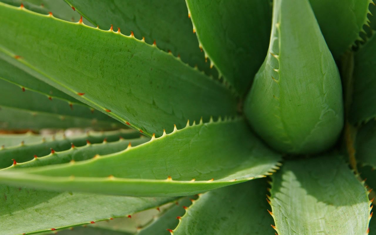 Aloe vera